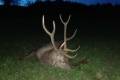 Red stag hunt in North - Hungary with fix cost