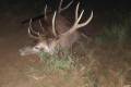 Red stag hunt in North - Hungary with fix cost