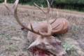 Red stag hunt in North - Hungary with fix cost