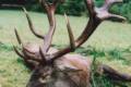 Red stag hunt in Zala county