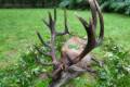Red stag hunt in Zala county