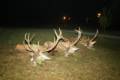 Red stag hunt in Bakony Mountain