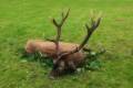 Red stag hunt in East-Hungary