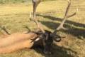 Red stag hunt in East-Hungary