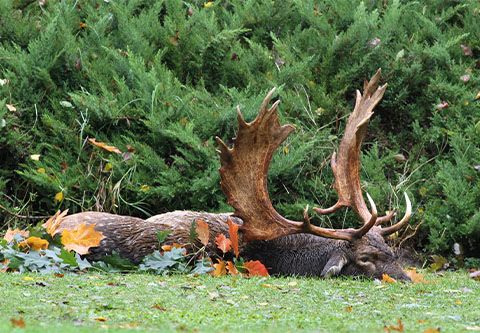 Fallow buck package in East - Hungary