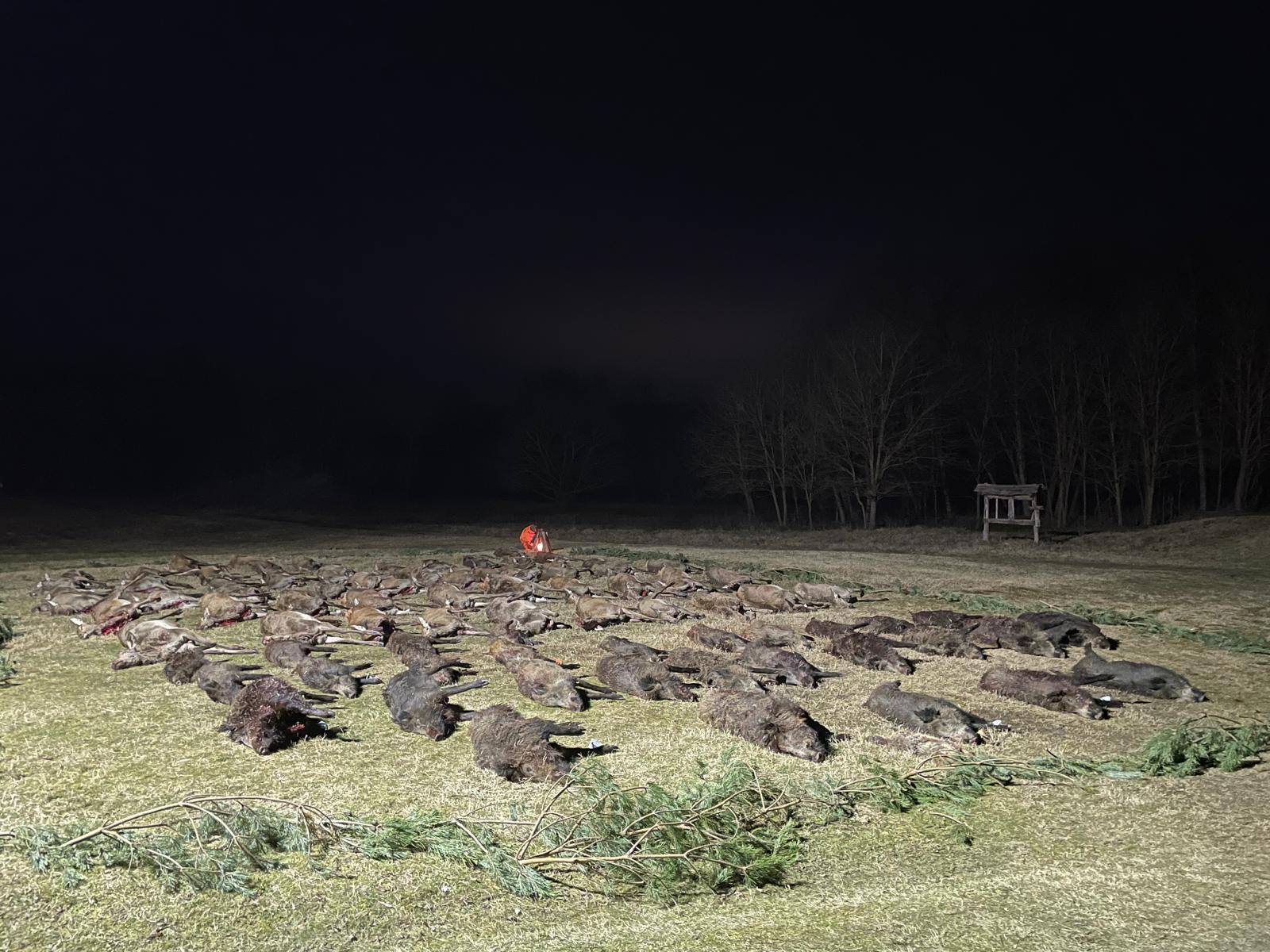 Driven hunt at the Lake Balaton - Gyóta