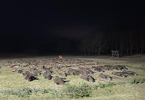 Driven hunt at the Lake Balaton - Gyóta