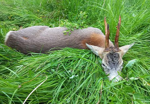 Roe buck hunting in Central - Hungary (Gyulaj)