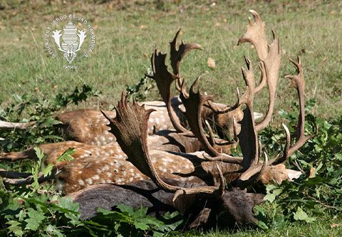 Fallow buck hunting in the world-famous Gyulaj hunting area – special offer period