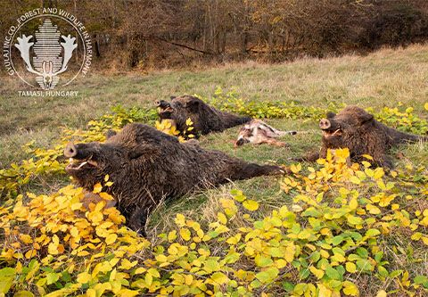 Bowhunting in Gyulaj