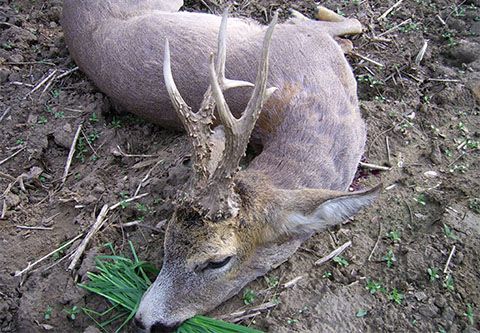 Roe buck hunting in East - Hungary