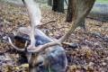 Fallow buck package offer in West-Hungary (National forestry)