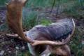 Abnormal fallow buck hunt in South - Hungary