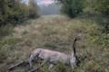 Red stag hunt in North - Hungary