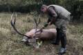 Red stag hunt in North - Hungary