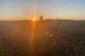 Fallow buck hunt in South - Hungary