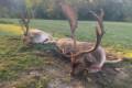 Fallow buck hunt in South - Hungary