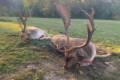 Abnorm fallow buck hunt in South - Hungary