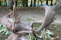 Fallow buck package offer in West-Hungary (National forestry)