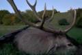 Red stag package offer in West - Hungary  (National forestry)