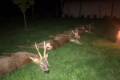 Roe buck hunting in South - Hungary (Szeged)