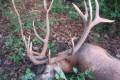 Red stag hunt in South - Hungary (Sükösd)