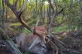 Red stag hunt in South - Hungary (Sükösd)