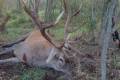 Red stag hunt in South - Hungary (Sükösd)