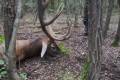 Red stag hunt in South - Hungary (Sükösd)