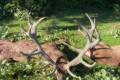 Red stag hunt in Zala county