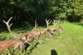 Red stag hunt in Zala county