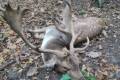 Fallow buck package offer in West-Hungary (National forestry)