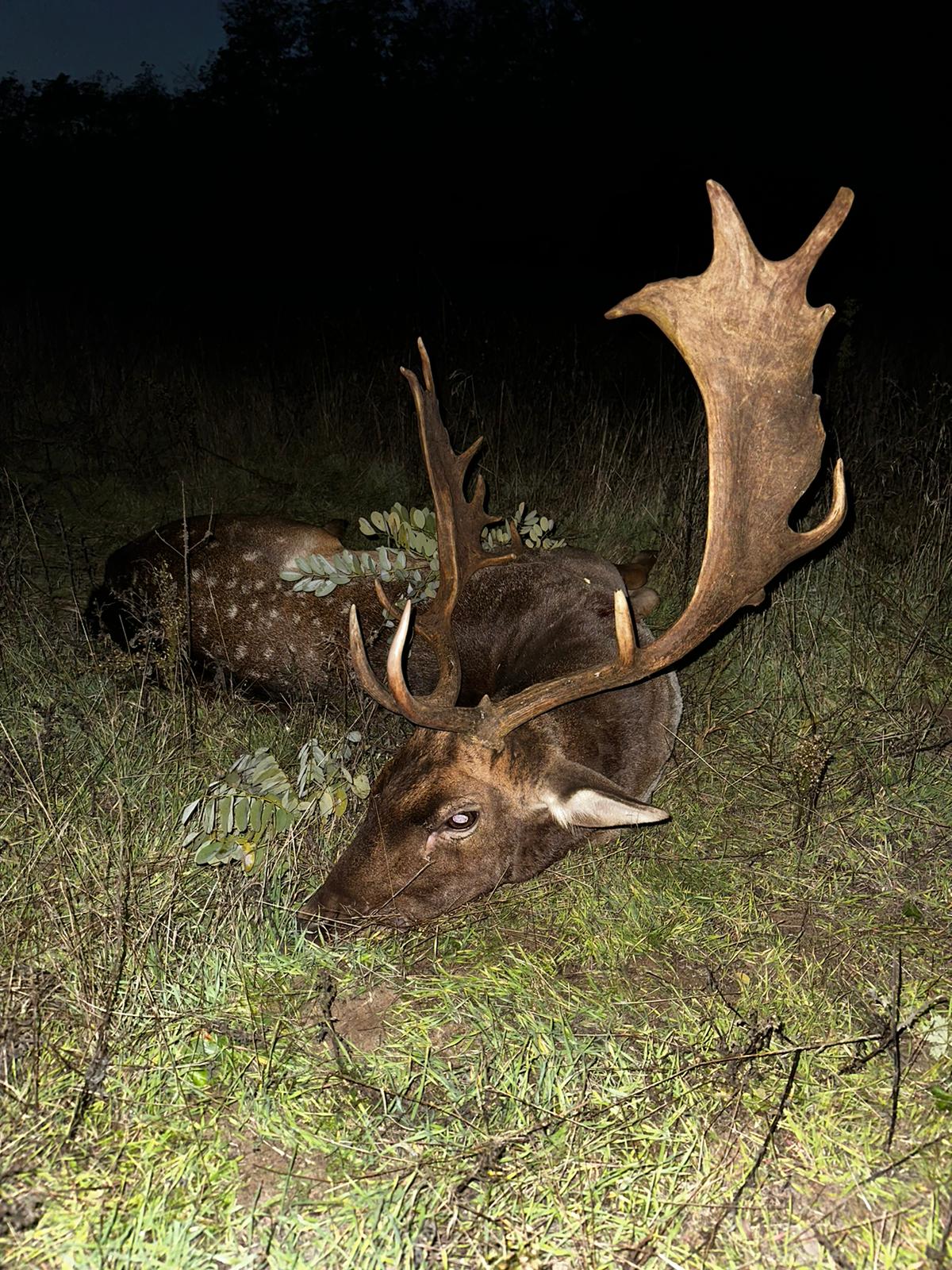 Fallow deer hunting near Budapest - Fallow bucks about 3,0 - 3,5 kg