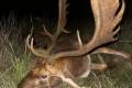 Fallow deer hunting near Budapest - Fallow bucks about 3,0 - 3,5 kg