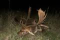 Fallow deer hunting near Budapest - Fallow bucks about 3,0 - 3,5 kg