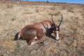 Antilope hunting in Namibia in free range