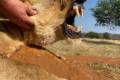 Male lion and crocodile hunt in South - Africa