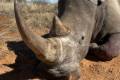 Lion, crocodile and rhino hunt in South - Africa