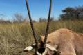 Hunting in the Green Kalahari