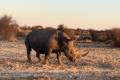 Lion, crocodile and rhino hunt in South - Africa