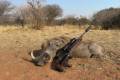 Warthog and bushpig hunt in South - Africa