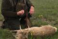 Roe buck hunting in South - Hungary (Szeged)