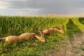 Roe buck hunting in South - Hungary (Szeged)