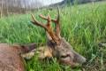 Roe buck hunting in South - Hungary (Szeged)