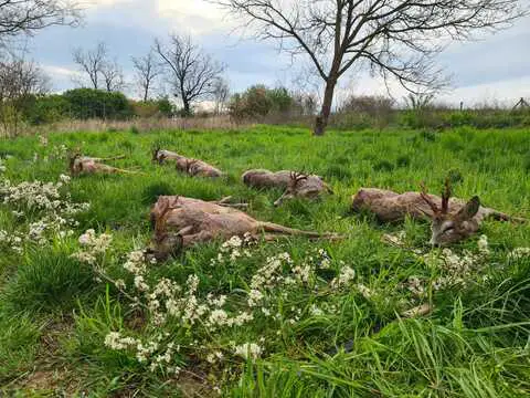 Roe buck hunting in South - Hungary (Szeged)
