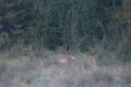 Red stag hunting in West - Hungary near Sárvár