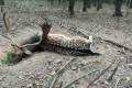 Fallow buck hunt in West - Hungary