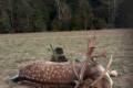 Abnormal fallow buck hunt in South - Hungary