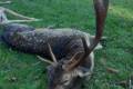 Abnormal fallow buck hunt in South - Hungary