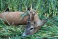 Roe buck hunting near Szolnok